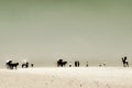 Fine Art Print Sand Horizon – Wüstenszene mit Eselskarren und Kamelen nahe den Pyramiden von Gizeh, Ägypten